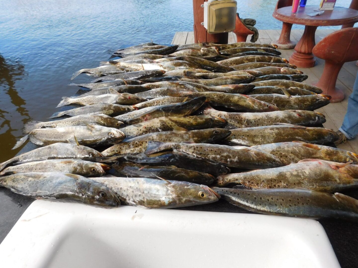 A large group of fish is sitting on the water.